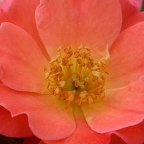 Růže online koupit v prodejně - Rosa  Coco ® - diskrétní - Stromková růže s drobnými květy - růžová - W. Kordes & Sons - stromková růže s kompaktním tvarem koruny - -